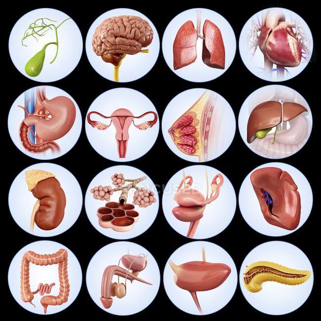 Illustration of internal human organs. — Stock Photo