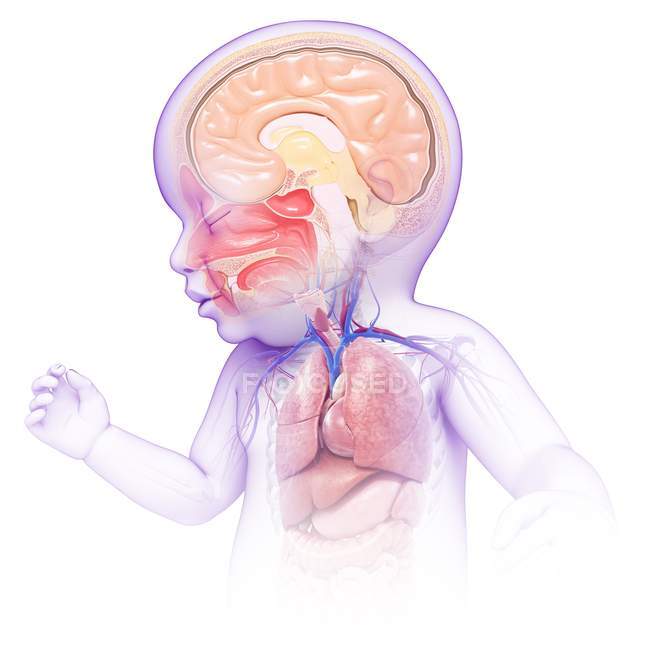 Anatomie des Kopfes und der Brust von Neugeborenen — Stockfoto
