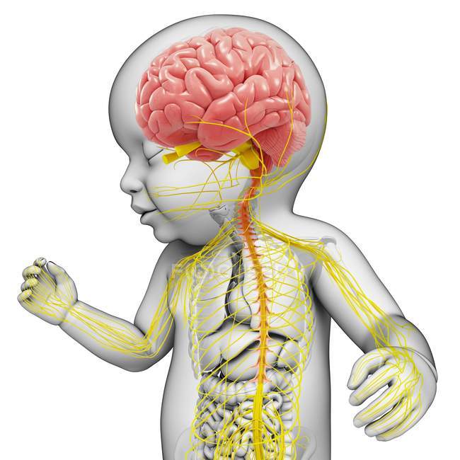 Cérebro do bebê e sistema nervoso — Fotografia de Stock