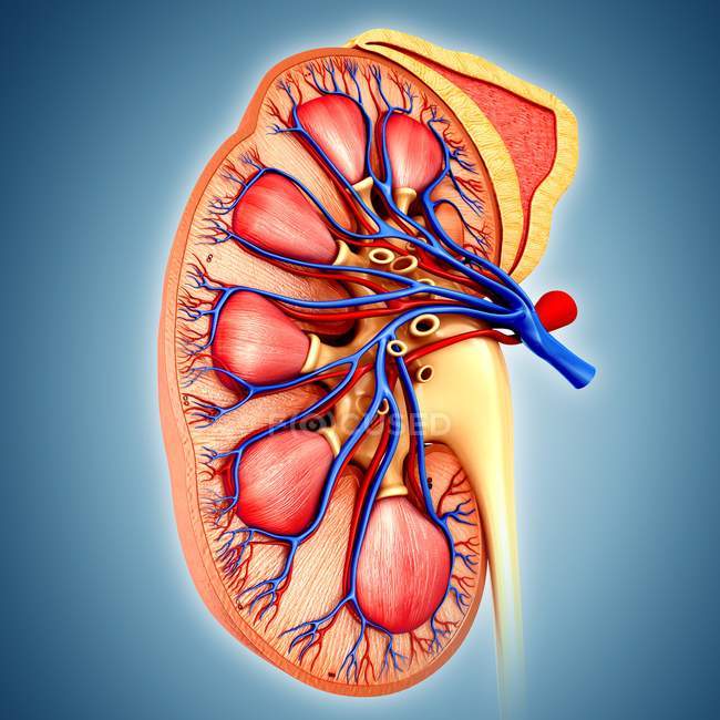 Anatomía renal saludable - foto de stock