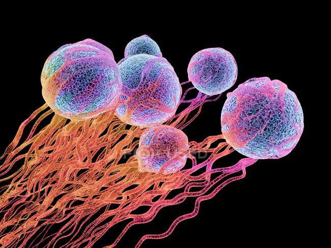Cellules cancéreuses avec formation de vaisseaux sanguins — Photo de stock