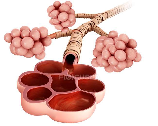 Human alveoli anatomy — Stock Photo