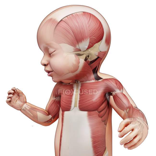 Sistema muscular recién nacido - foto de stock