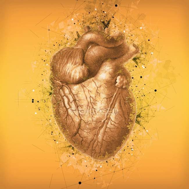Звичайна анатомія людського серця — стокове фото