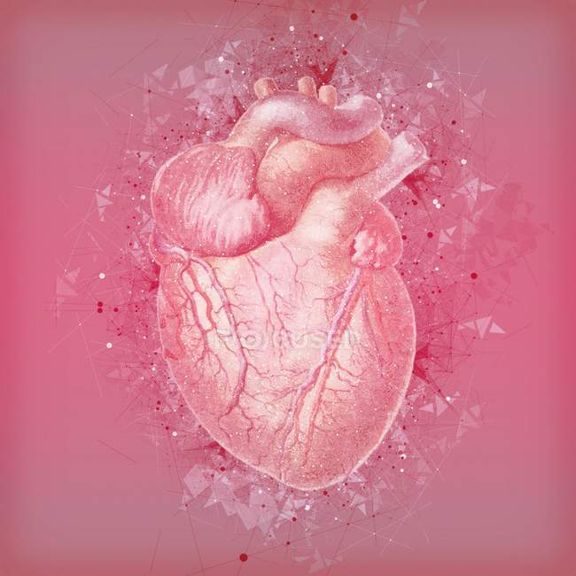 Normale Anatomie des menschlichen Herzens — Stockfoto