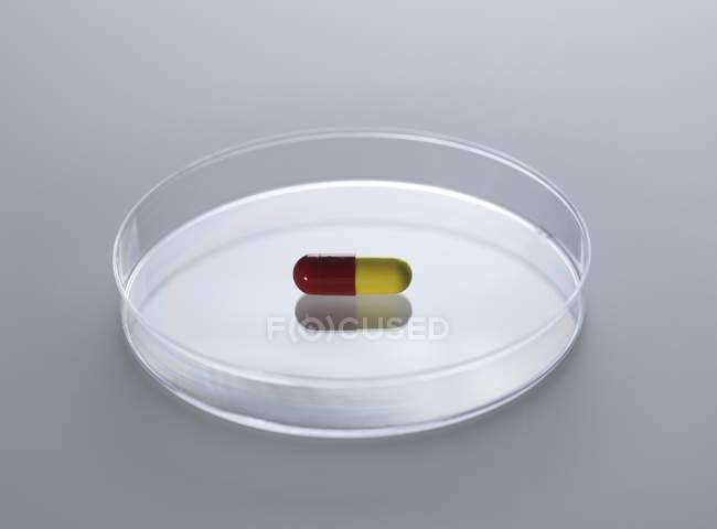Píldora en placa Petri sobre fondo gris
. - foto de stock