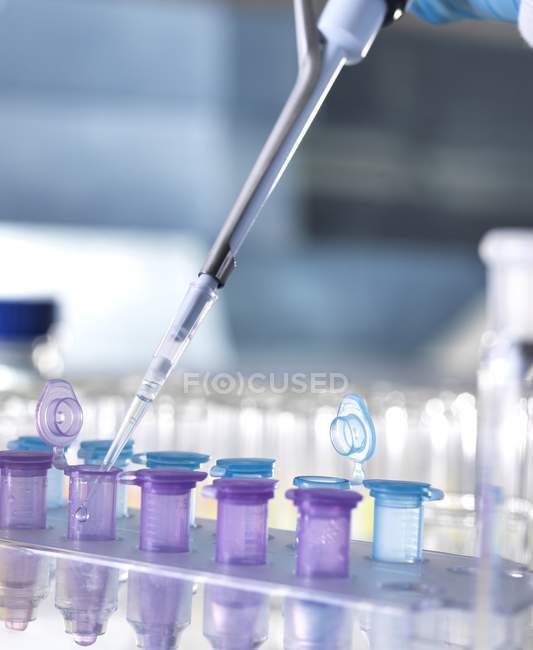 Pipetting samples into microcentrifuge tubes — Stock Photo