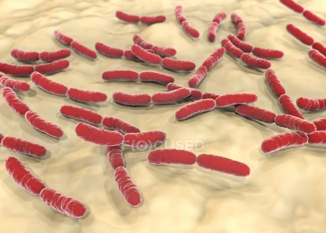 Lactobacillus crispatus bacteria, ilustración - foto de stock