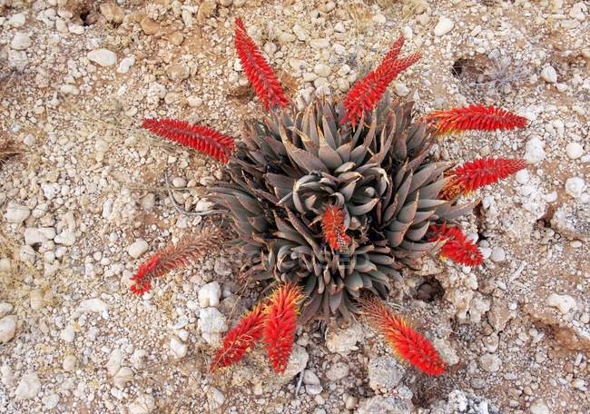 Floración del Aloe del desierto en el desierto de Kalahari - foto de stock