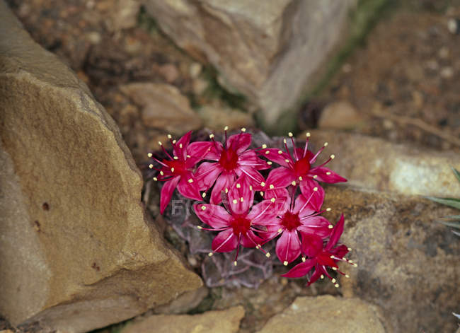 Flores de Graptopetalum floreciendo entre rocas - foto de stock