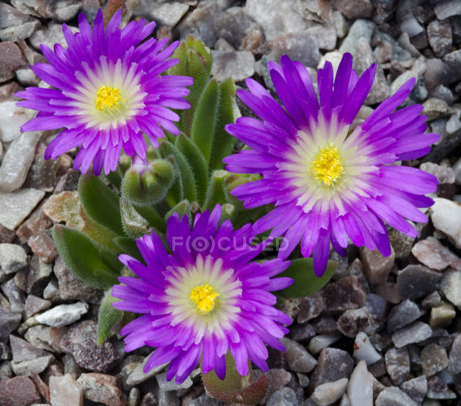 Leuchtende lila Blüten — Stockfoto