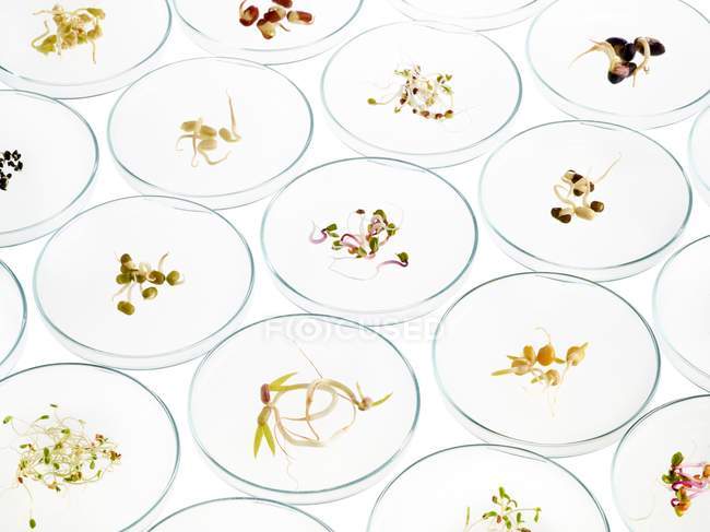 Keimende Bohnen in Petrischalen auf weißem Hintergrund. — Stockfoto