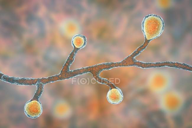 Blastomyces dermatitidis champignon, illustration informatique
. — Photo de stock