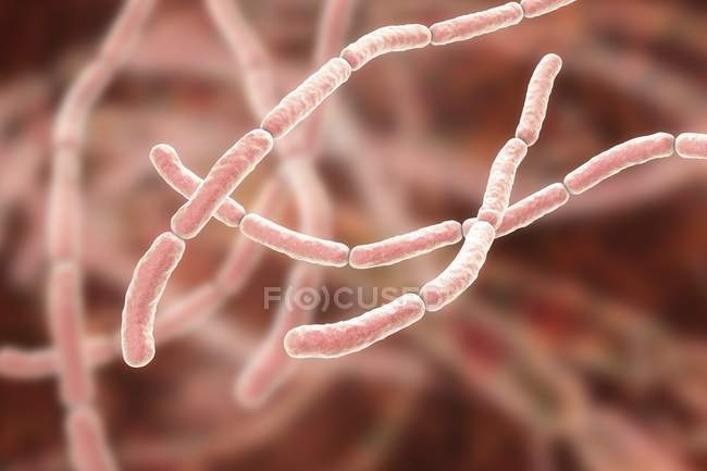 Bacterias de la fiebre por mordedura de rata, ilustración informática - foto de stock