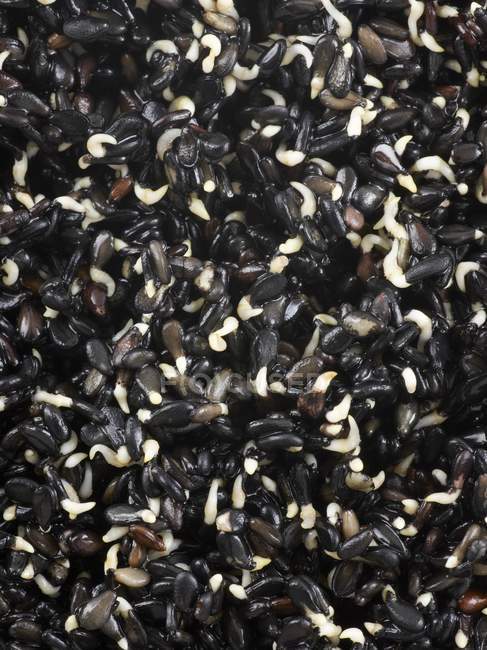 Primer plano de las semillas de sésamo negro que brotan - foto de stock
