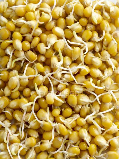Primer plano de las semillas de maíz que brotan - foto de stock