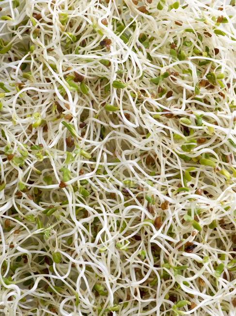 Primer plano de las semillas de alfalfa que brotan - foto de stock