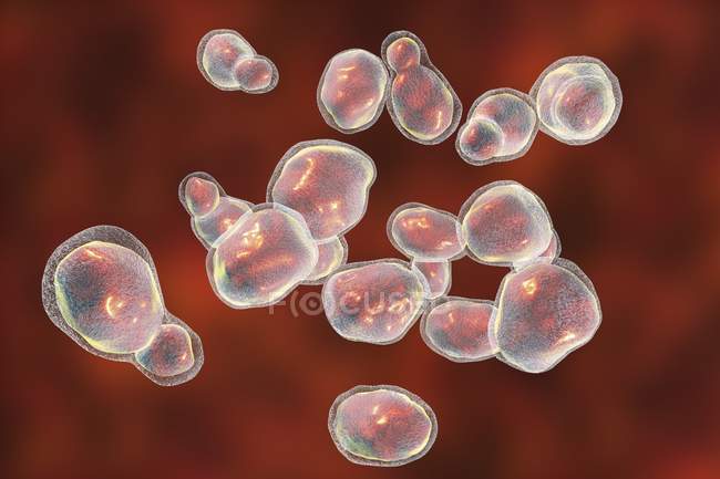 Champignon Cryptococcus gattii, illustration informatique
. — Photo de stock