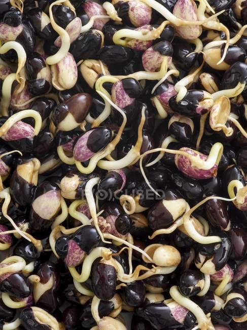 Gros plan sur la germination des haricots noirs — Photo de stock