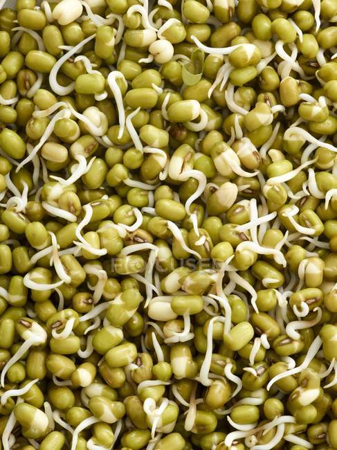 Close-up of sprouting mung beans — Stock Photo