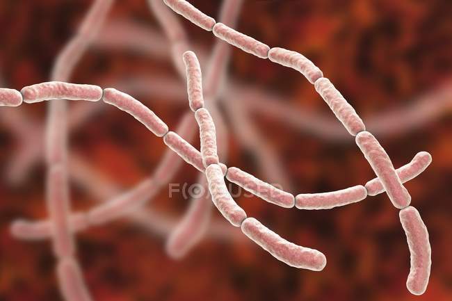Bacterias de la fiebre por mordedura de rata, ilustración informática - foto de stock