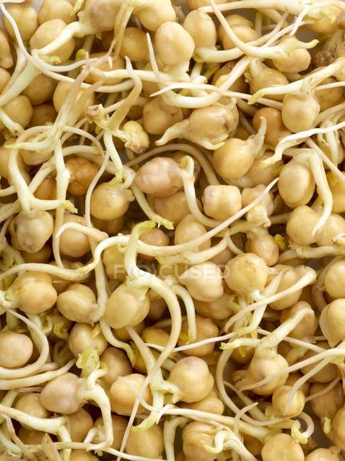 Close-up of sprouting chickpeas — Stock Photo