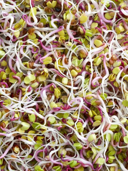 Close-up of sprouting rose radish seeds. — Stock Photo