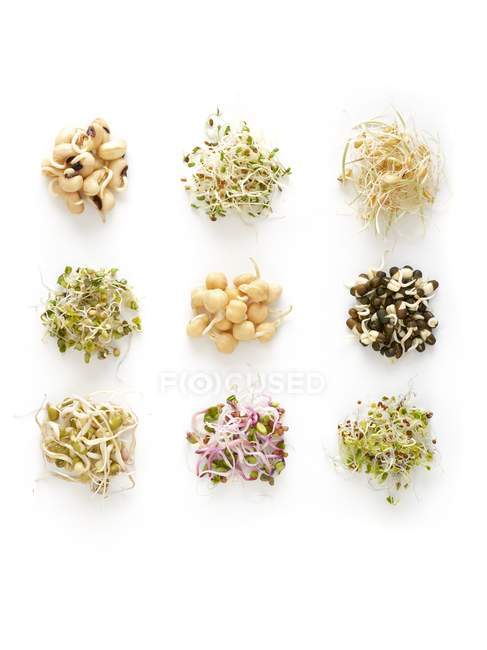 Sprouting beans on white background. — Stock Photo