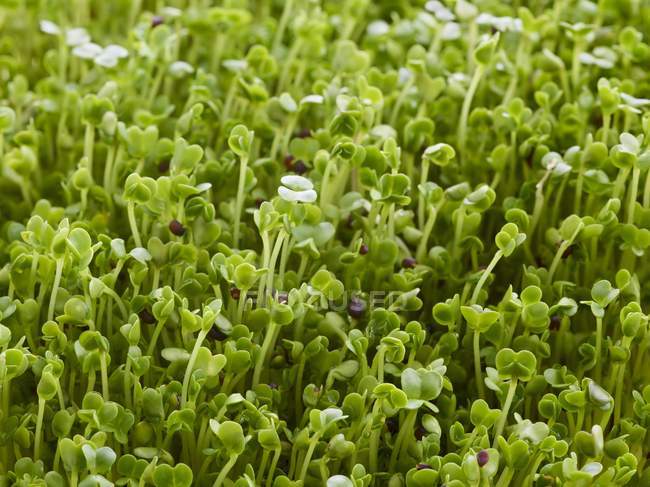 Крупним планом вид зеленої проростаючої брокколі . — стокове фото