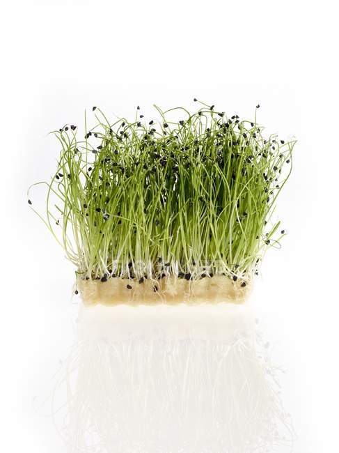 Sprouting micro leek on white background. — Stock Photo