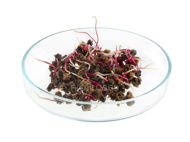 Sprouting beetroot in petri dish on white background. — Stock Photo