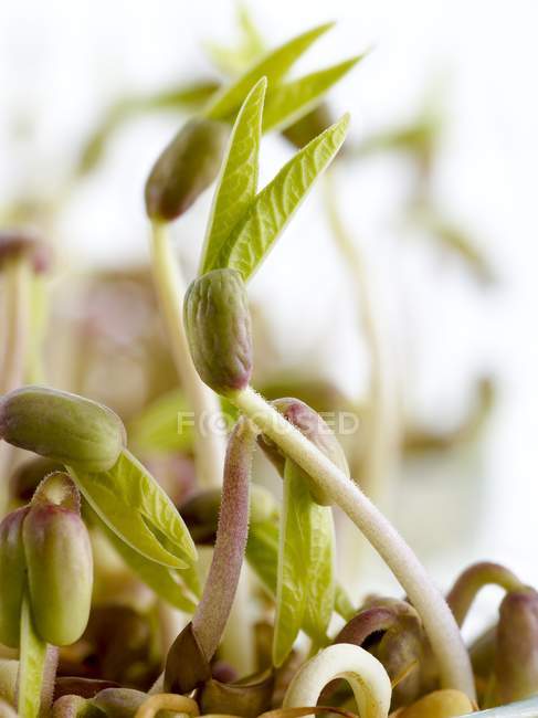 Close-up view of sprouting mung beans. — Stock Photo