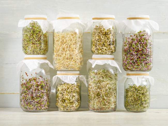 Sprouting beans in jars on shelf. — Stock Photo