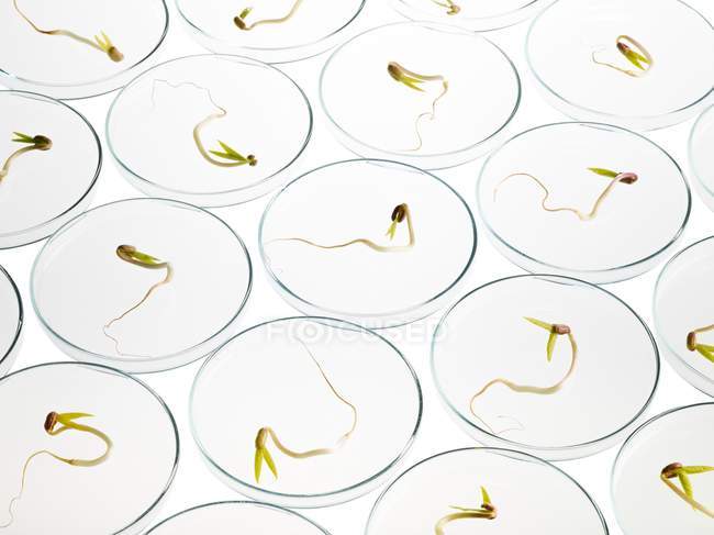 Sprouting beans in petri dishes on white background. — Stock Photo