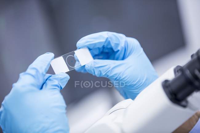 Close-up of hands in gloves holding microscope slide. — Stock Photo