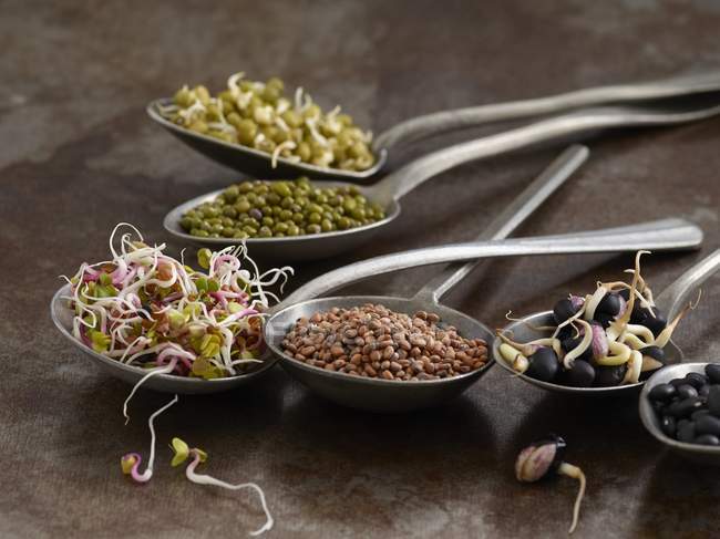 Sprouting beans in spoons, studio shot. — Stock Photo