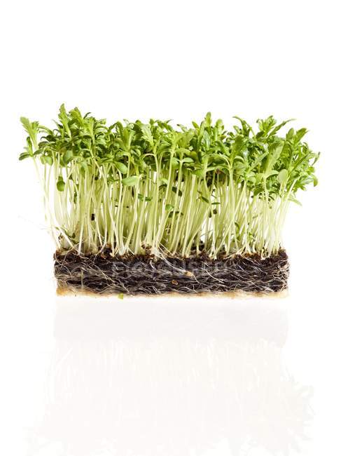 Sprouting chopsuey green on white background. — Stock Photo