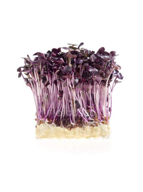Sprouting purple cress on white background. — Stock Photo
