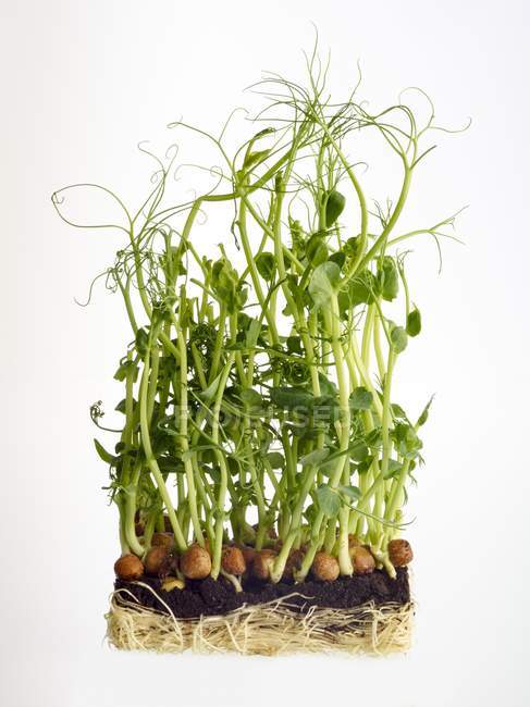 Germogliare piante di piselli su sfondo bianco . — Foto stock