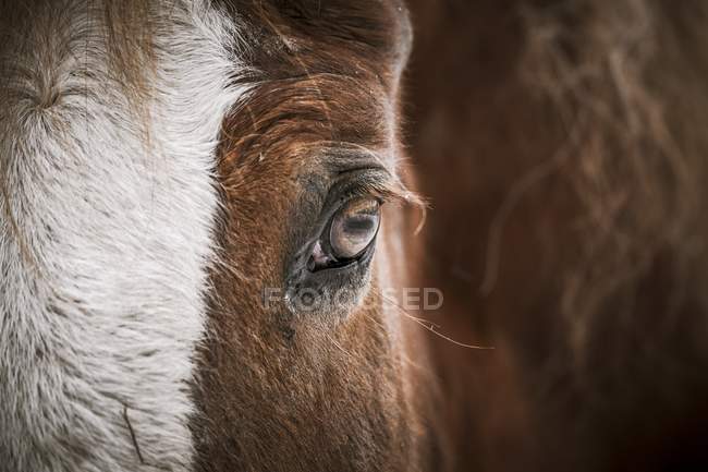 Primer plano del ojo del caballo marrón . - foto de stock