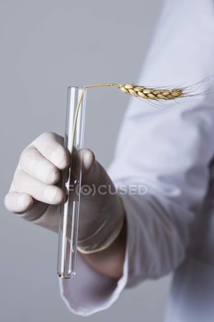 Человек в латексной перчатке держит пробирку с колосом пшеницы — стоковое фото