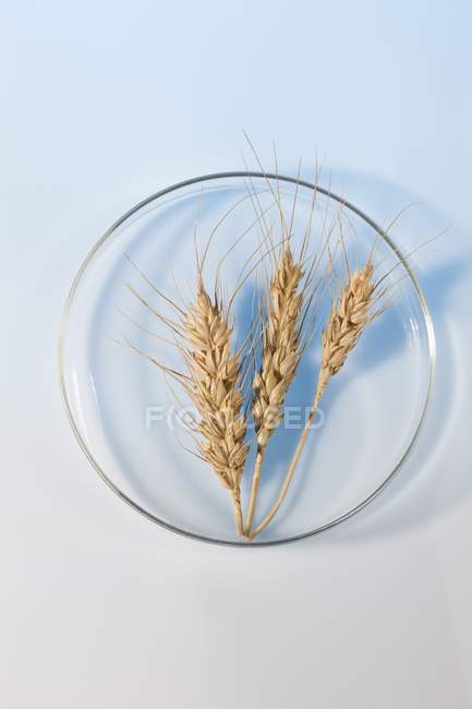 Wheat in petri dish, studio shot. — Stock Photo