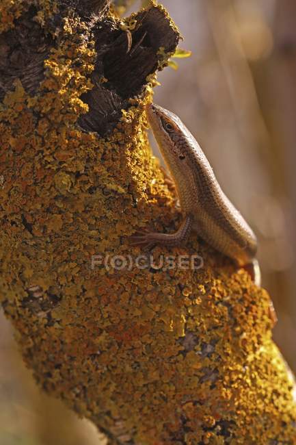 Female Bridled mabuya lizard climbing tree. — Stock Photo