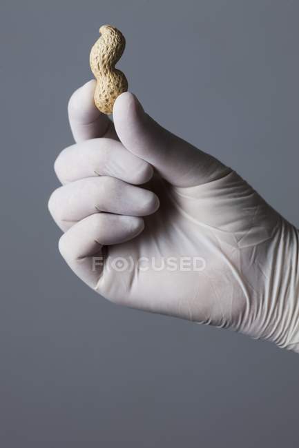 Рука об латексні рукавички, проведення арахісу — стокове фото