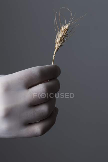 Mão em luva de látex segurando espiga de trigo — Fotografia de Stock