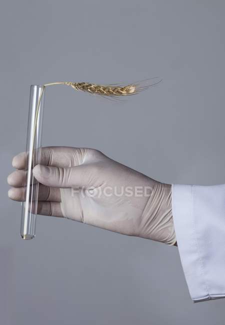 Mão na luva de látex segurando tubo de ensaio com espiga de trigo — Fotografia de Stock