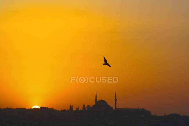 Bird flying over silhouette of mosque at sunset over Istanbul, Turkey. — Stock Photo