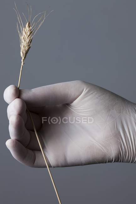 Hand in latex glove holding ear of wheat — Stock Photo