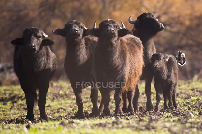 Manada de búfalos de agua silvestre en pastos en la reserva natural de Ein Afek, Israel . - foto de stock