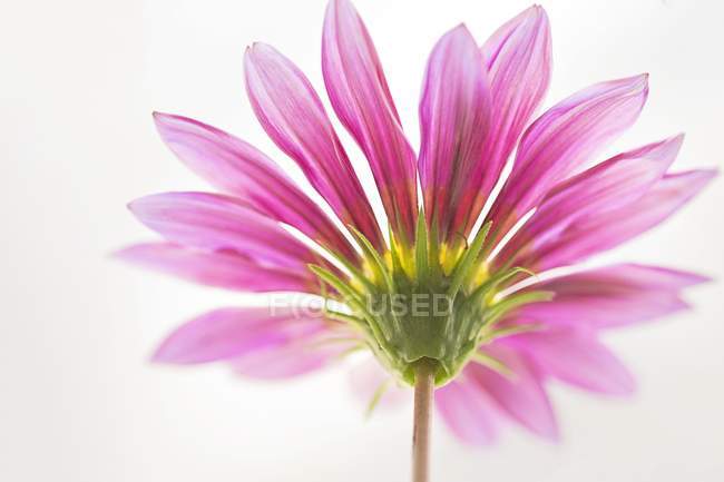 Primer plano de la flor Gerbera sobre fondo blanco . - foto de stock